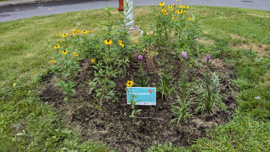 Panoramic view of the garden