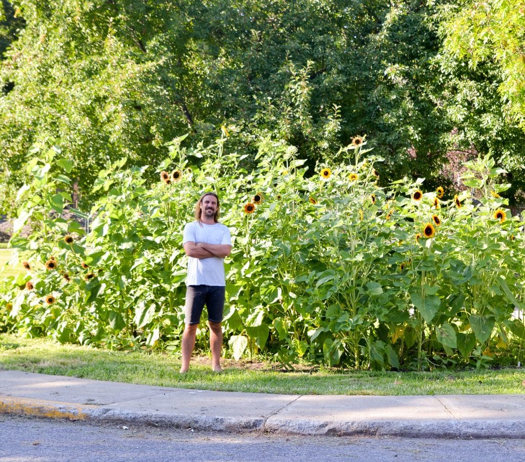 Sunflower in the garden
