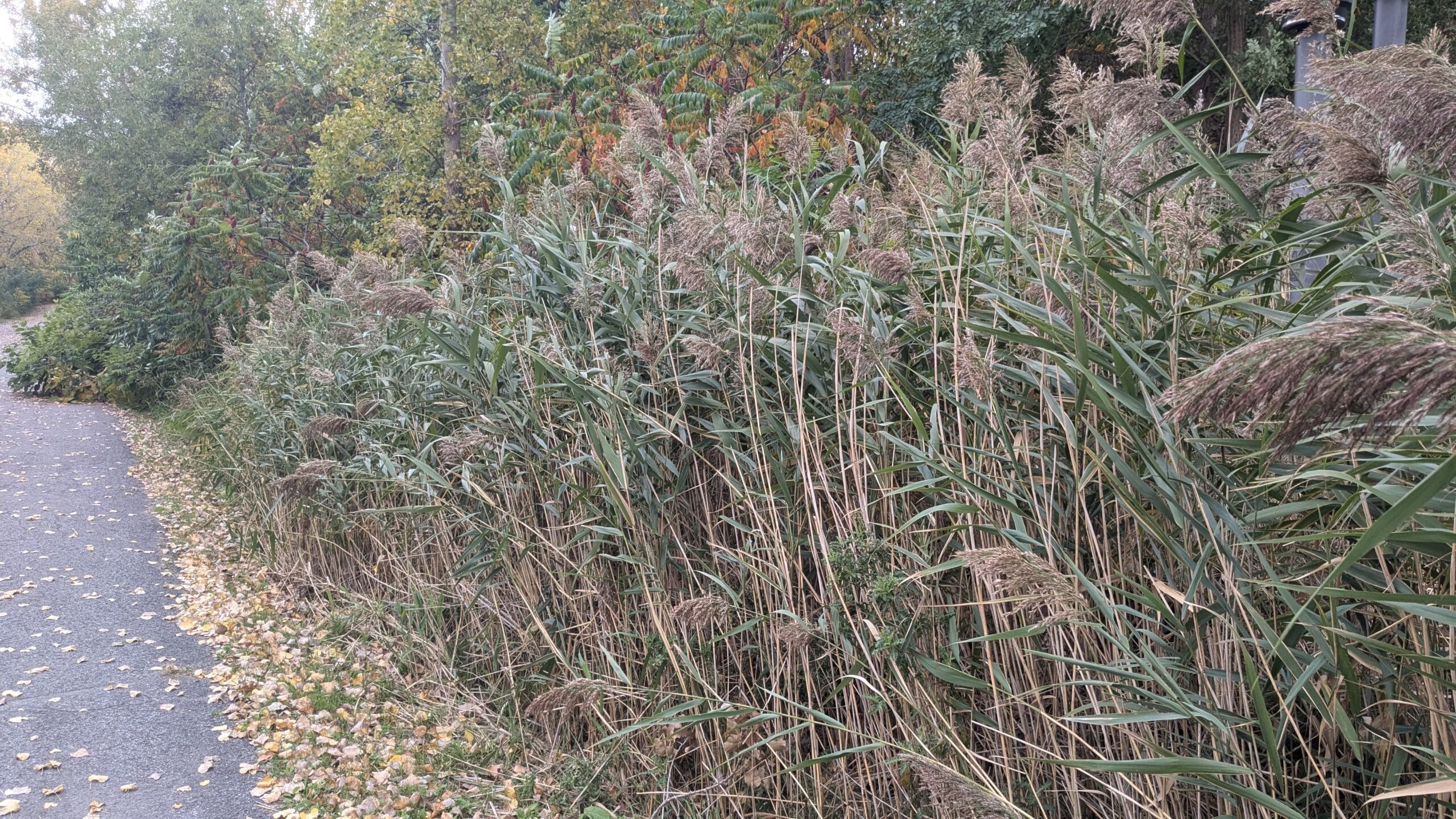 Retrait de phragmites envahissants
