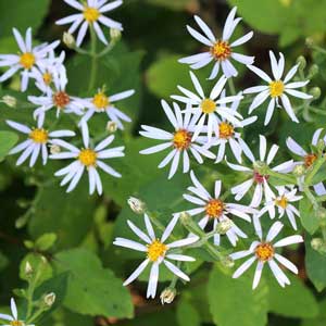 Aster à larges feuilles