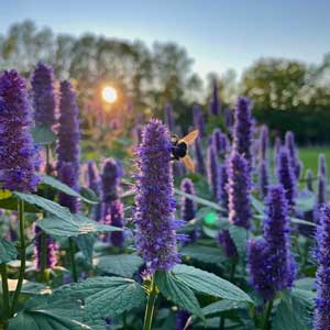 Agastache fenouil