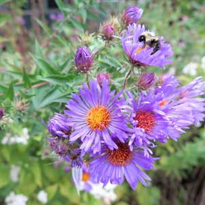 Aster de Nouvelle-Angleterre