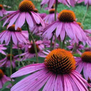 Échinacée pourpre