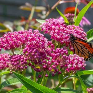 Asclépiade incarnate